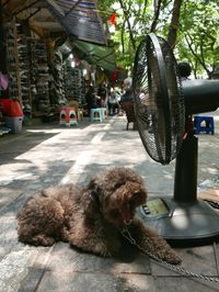 Dog relaxing on table