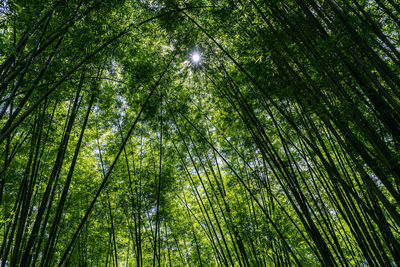 Low angle view of bamboo trees in forest