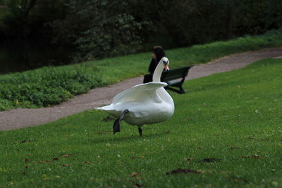 Swan on grassy field