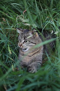 Close-up of cat