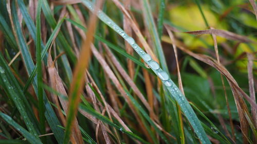 Close-up of grass growing in farm