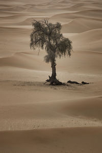 Tree on sand dune
