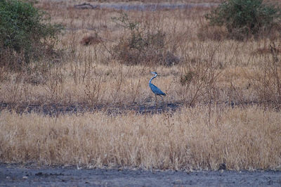 View of bird perching on grass