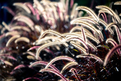 Close-up of multi colored plant