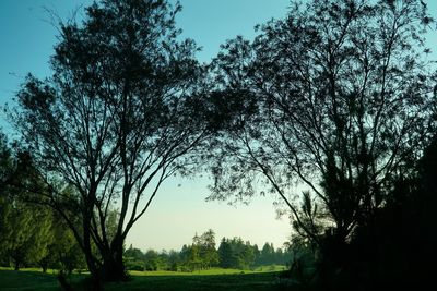 Low angle view of trees against sky