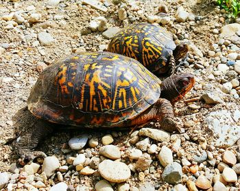 Close up of tortoises