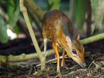 Chevrotains, a mouse-deer