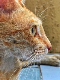 Close-up of a cat looking away