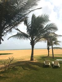 Palm trees on field against sky