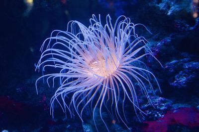 underwater