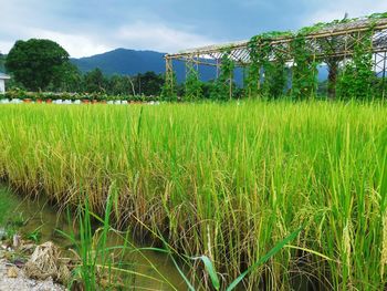 Crops growing on field against sky