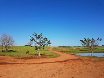 Trees on field against clear blue sky