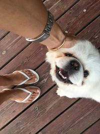 Low section of person with dog on wooden floor