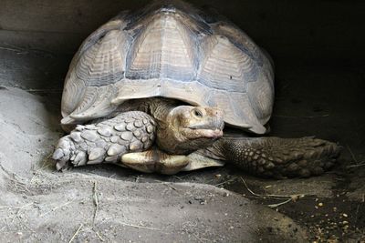 Close-up of a turtle