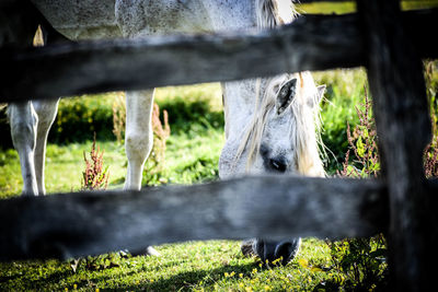 View of horse behind fence