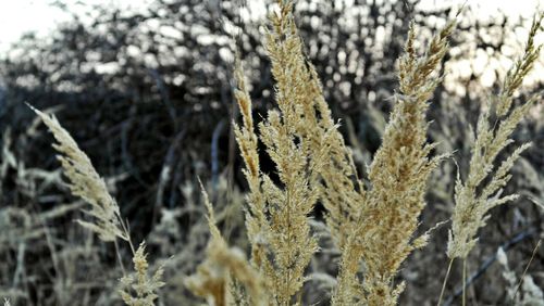 Close-up of plant growing on field