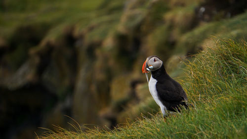 Puffin carrying saltwater eels in beak on grass