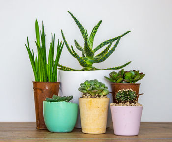 Close-up of potted plant on table against wall