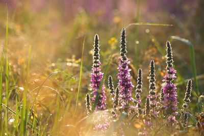 Close-up of purple flowering plants on field