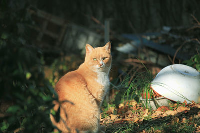 Portrait of cat sitting on land