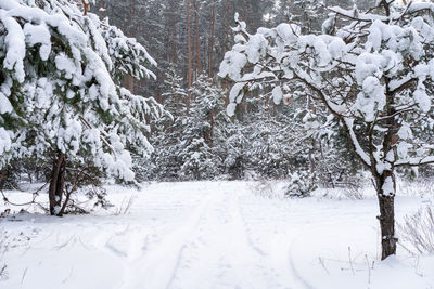 Snow covered trees on field