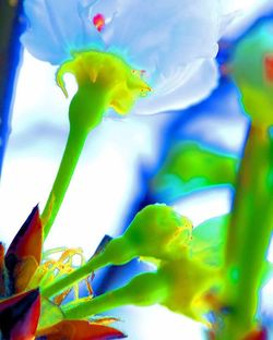 Low angle view of flowers blooming against sky