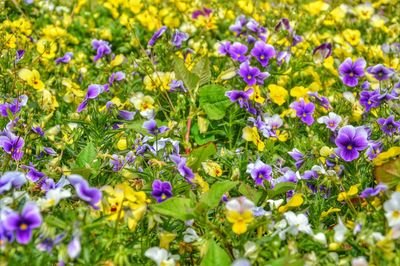 Close-up of purple flowers blooming in field