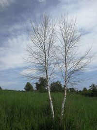 Bare tree on field against sky