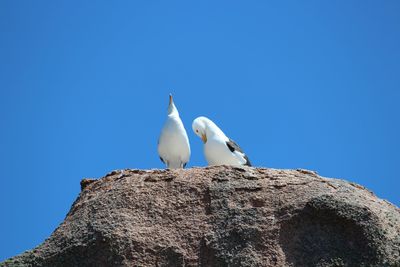 Low angle view of seagulls perching on rock