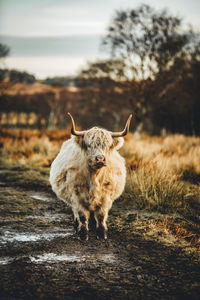 Highland cow standing in field