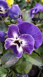 Close-up of purple flowers blooming