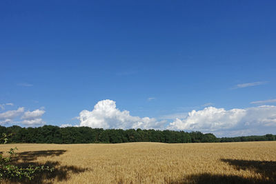 Scenic view of agricultural field against blue sky