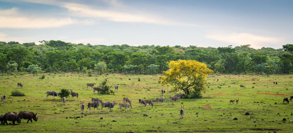 Scenic view of farms against sky