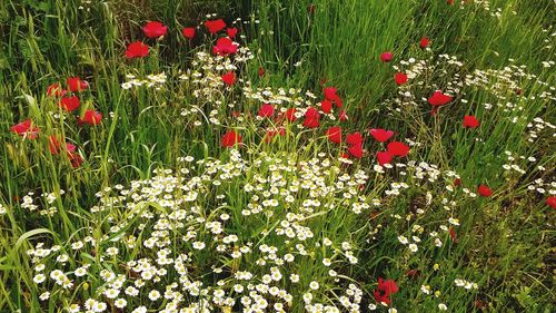 Close-up of poppy flowers