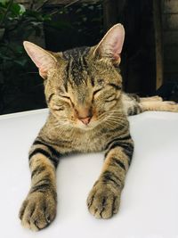 Close-up of cat sitting against wall