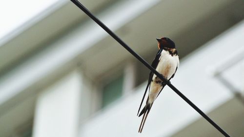 Bird perching on railing