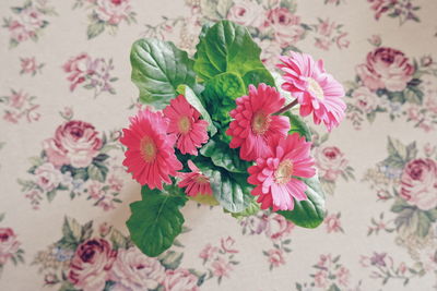 High angle view of pink roses