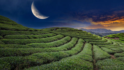 Scenic view of agricultural field against sky at  night with crescent moon