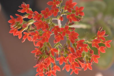 Close-up of orange flowers blooming outdoors