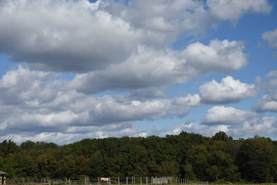 Trees on landscape against sky