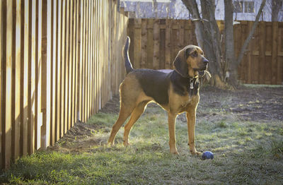 Dog looking away on field