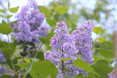 Close-up of purple flowering plant