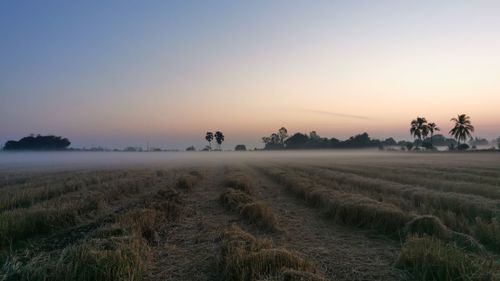 Scenic view of agricultural field against sky during sunset