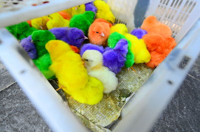 High angle view of colorful baby chickens in cage