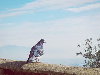 Bird perching on a rock