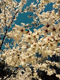 Low angle view of cherry blossoms against sky