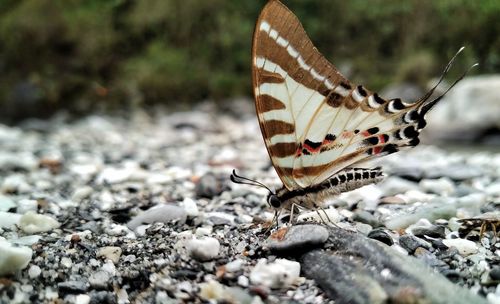 Butterfly on flower