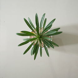 Close-up of plant