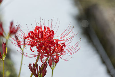 Close-up of red flowering plant