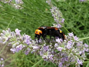 Close-up of insect on purple flowering plant